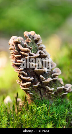 Pilze wachsen auf einen kleinen Baumstamm in einem Wald, Deutschland, Bayern, Oberpfalz Stockfoto