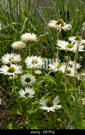 ECHINACEA PURPUREA JUNGFRAU Stockfoto