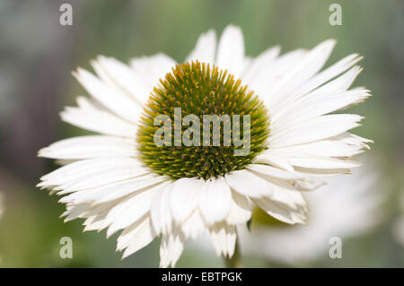 ECHINACEA PURPUREA JUNGFRAU Stockfoto