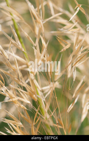 STIPA GIGANTEA GOLD ERRICHTETE Stockfoto