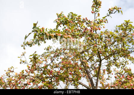 MALUS BUTTERBALL Stockfoto