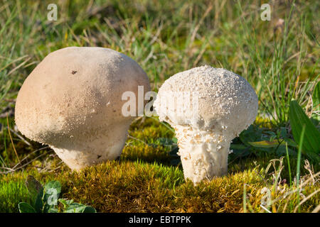 Stößel Puffball (Calvatia Excipuliformis, Calvatia Saccata), zwei Fruchtkörper auf moosigen Boden, Deutschland Stockfoto