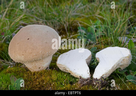 Stößel Puffball (Calvatia Excipuliformis, Calvatia Saccata), zwei Fruchtkörper auf moosigen Boden, längs geschnitten, Deutschland Stockfoto