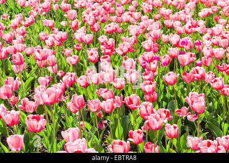 Tulpen für den Frühling Stockfoto