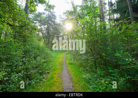 wenig Weg gehen durch den Wald im Spätsommer, Deutschland, Bayern, Oberpfalz Stockfoto