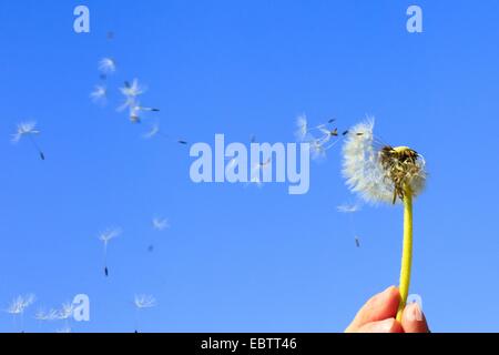 gemeinsamen Löwenzahn (Taraxacum Officinale), Person, die ein Pusteblumen in den Händen vor einem strahlend blauen Himmel weht Stockfoto