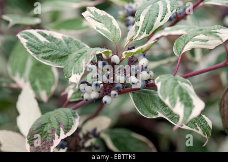 CORNUS ALBA SIBIRICA VARIEGATA Stockfoto