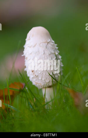 COPRINUS COMATUS Stockfoto