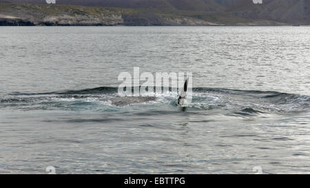 Blauwal Fütterung mit Kehlsack und Flipper zeigt, Isla Carmen, Sea of Cortez, Baja, Mexiko Stockfoto