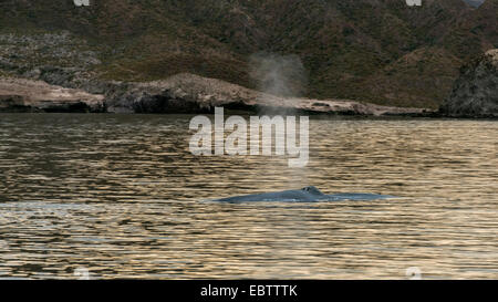 Blauwal speienden off Isla Carmen bei Sonnenaufgang, Sea of Cortez, Baha, Mexiko Stockfoto