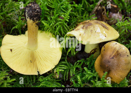 Mann auf dem Pferd, gelbe Ritter, gelbe Ritter Pilz (Tricholoma Equestre, Tricholoma Flavovirens, Tricholoma Auratum), Fruchtkörper auf moosigen Boden, Deutschland Stockfoto