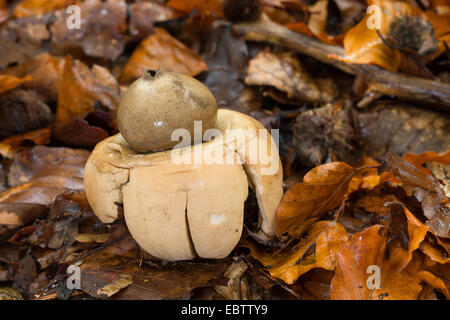 mit Kragen Earthstar (Geastrum triplex, Geastrum Michelianum), Fruchtkörper auf Wald, Boden, Deutschland Stockfoto