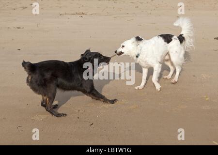 zwei kleine Mischling Hunde kämpfen für einen stick Stockfoto