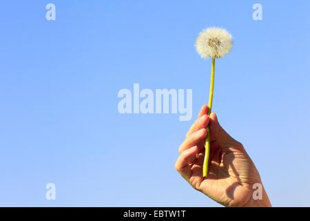 gemeinsamen Löwenzahn (Taraxacum Officinale), Person, die ein Pusteblumen in den Händen vor einem strahlend blauen Himmel Stockfoto