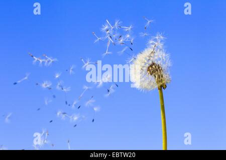 gemeinsamen Löwenzahn (Taraxacum Officinale), Frucht, die aus einem einzigen Pusteblumen vor einem strahlend blauen Himmel fliegen Stockfoto