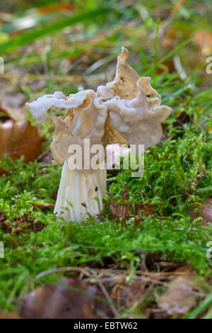 Weißer Sattel, Elfin Saddle, gemeinsame Helvel (Helvella Crispa, Helvella Pithyophila), einzigen Pilz auf moosigen Boden, Deutschland Stockfoto