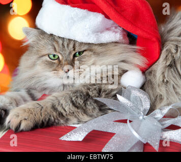 Erwachsene und ernst Weihnachtskatze mit grünen Augen in roten Weihnachtsmann-Mütze mit roten Geschenk und Band Stockfoto