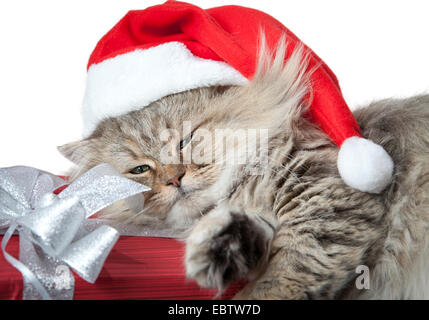 Erwachsene und ernst Weihnachtskatze in roten Weihnachtsmann-Mütze mit roten Geschenk und Band isoliert auf weißem Hintergrund Stockfoto