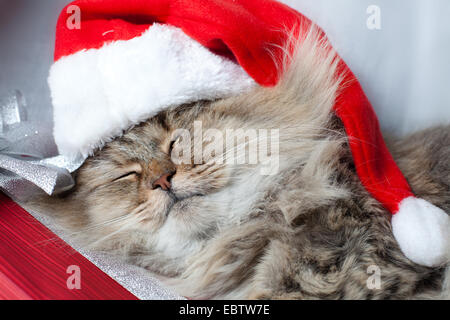 Erwachsene Weihnachtskatze schläft im roten Weihnachtsmann-Mütze Stockfoto