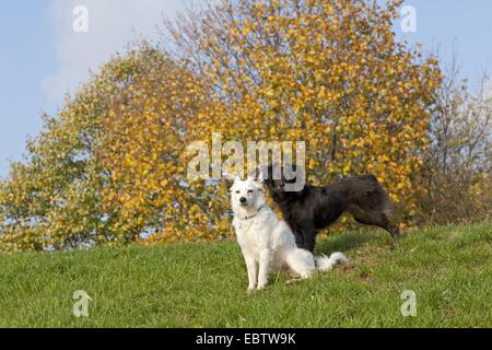 zwei kleine Mischling Hunde Stockfoto