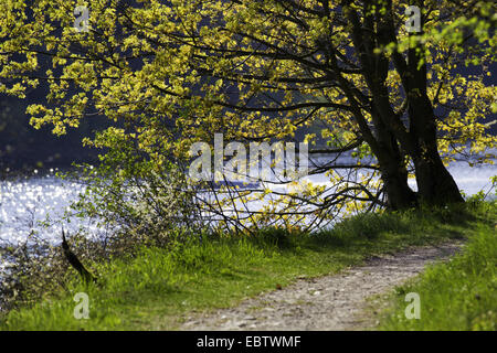 Idyllischer Weg entlang der Weisse Elster, Deutschland, Sachsen, Vogtland Stockfoto