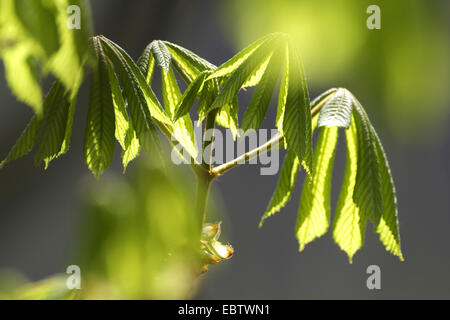 Buckeye, Rosskastanie (Aesculus spec.), junge Blätter in der Frühlingssonne, D Entrecasteau Nationalpark, Schlosspark Greiz Stockfoto