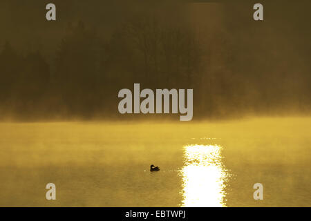 Silhouette einer Ente und Reflexion der aufgehenden Sonne im Morgennebel mit roten Himmel über den Stausee, Jocketa, Vogtland, Sachsen, Deutschland Stockfoto