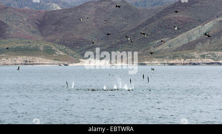 Blaufußtölpel Tauchen Bombenanschlag in ein gefundenes Fressen vor Isla Carmen, Parque Nacional Bahía de Loreto, Baja, Mexiko Stockfoto