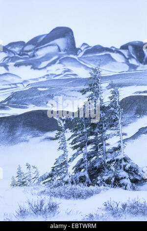 Tundra im Winter in der Nähe von Churchill, Landschaft mit Granitfelsen und Fichte, Kanada, Manitoba Stockfoto