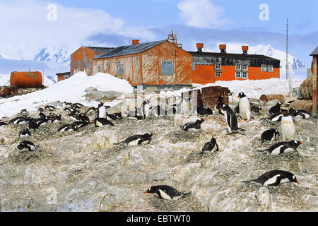 Gentoo Penguin (Pygoscelis Papua), am wissenschaftlichen Institut Gonzales Vileda, Antarktis, antarktische Halbinsel, Paradiesbucht Stockfoto