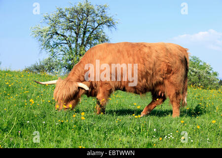 Schottische Hochlandrinder (Bos Primigenius F. Taurus), Weiden auf einer Weide, Schweiz, Zuercher Oberland Stockfoto