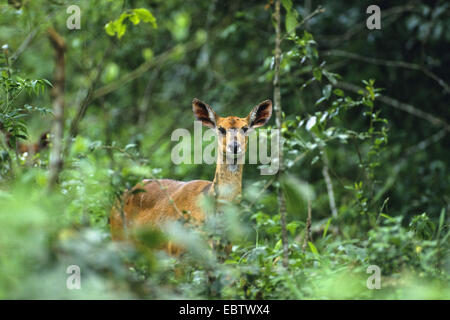 Buschbock, vorgespannt Antilope (Tragelaphus Scriptus), Weiblich, Botswana, Chobe-Nationalpark Stockfoto