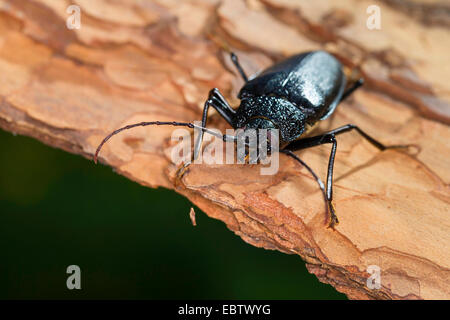 Tischler Longhorn, lange gehörnte Käfer (Ergates Faber), Weibchen auf Totholz, Deutschland Stockfoto