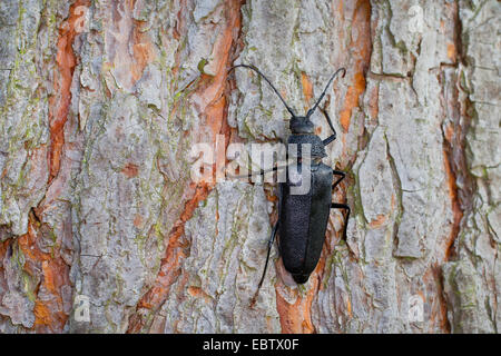 Tischler Longhorn, lange gehörnte Käfer (Ergates Faber), weibliche auf Baumstamm, Deutschland Stockfoto