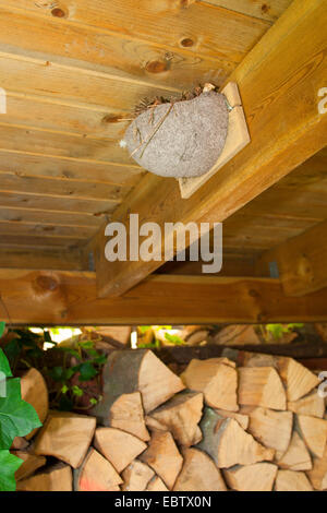 gemeinsamen Mehlschwalbe (Delichon Urbica), künstliche Nest für Mehlschwalben, Deutschland Stockfoto