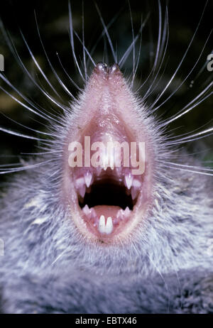 Größere weiße gezahnten Spitzmaus (Crocidura ubling), Zähne, Seitenansicht, Deutschland Stockfoto