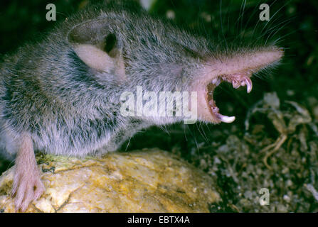 Größere weiße gezahnten Spitzmaus (Crocidura ubling), Zähne, Seitenansicht, Deutschland Stockfoto