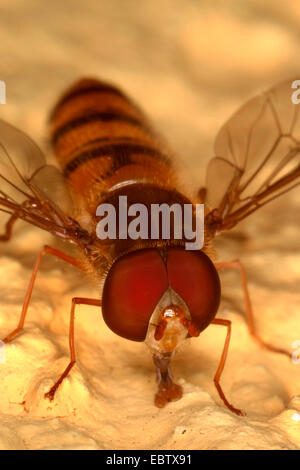 Marmelade Hoverfly (Episyrphus Balteatus), Porträt, Österreich Stockfoto