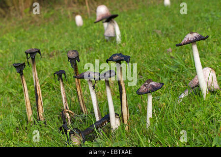 Shaggy Tinte GAP, des Rechtsanwalts Perücke, Shaggy Mähne (Coprinus Comatus), Fruchtkörper auf einer Wiese, schwarz mit gelösten Kappen, Deutschland Stockfoto