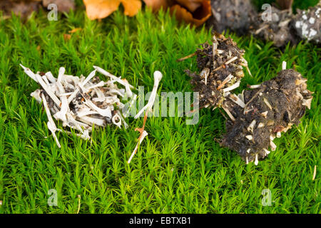 Eurasian tawny owl (Strix aluco), pellet of an Eurasian tawny owl, Germany Stockfoto