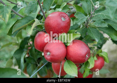 Apfelbaum (Malus Domestica "Pilot", Malus Domestica Pilot), Pilot, Sorte Äpfel an einem Baum Stockfoto