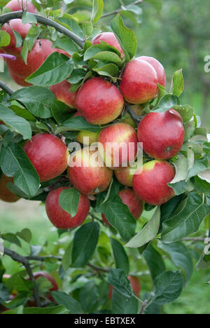 Apfelbaum (Malus Domestica "Pilot", Malus Domestica Pilot), Pilot, Sorte Äpfel an einem Baum Stockfoto