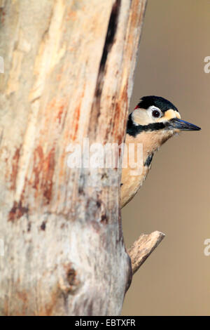 Buntspecht (Picoides major, Dendrocopos großen), spähte hinter einen Baumstamm, Großbritannien, Schottland, Cairngorm National Park Stockfoto