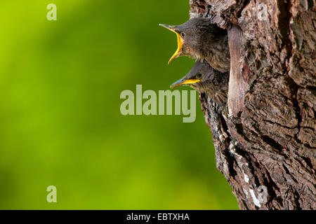 gemeinsamen Star (Sturnus Vulgaris), Loch junge Stare peering von seinem Nest betteln, Schweiz, Sankt Gallen Stockfoto