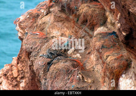 Basstölpel (Sula Bassana, Morus Bassanus), Vogel-Mumie in Birdcliff, Deutschland, Schleswig-Holstein, Helgoland Stockfoto