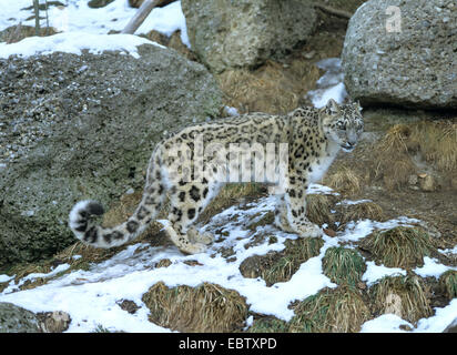 Schneeleopard (Uncia Uncia, Panthera Uncia), zwischen Felsen Stockfoto