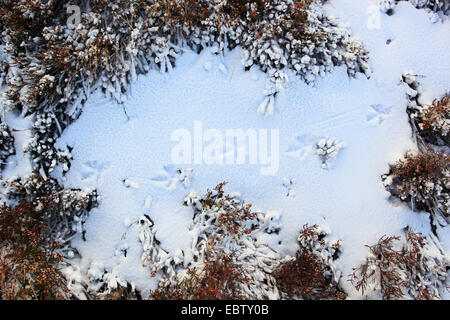 Moorschneehuhn (Lagopus Lagopus Scoticus), Spuren im Schnee, Großbritannien, Schottland, Cairngorm National Park Stockfoto