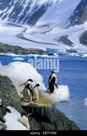 Adelie Penguin (Pygoscelis Adeliae), Gruppe stehend auf Eis Bildung, Antarktis, Hope Bay Stockfoto