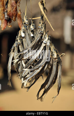 Schwertfische, Billfishes (Xiphiidae), trocknen in der Sonne, Madagaskar, Nosy Komba Stockfoto