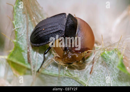 Phosphuga Atrata (Phosphuga Atrata, Silpha Atrata), speist eine Schnecke, Deutschland, Mecklenburg-Vorpommern Stockfoto